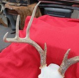 THREE SOUTH TEXAS SKULL MOUNT WHITETAIL DEER ANTLERS from COLLECTING TEXAS – GOOD DECORATION HORNS - 7 of 13