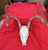 THREE SOUTH TEXAS SKULL MOUNT WHITETAIL DEER ANTLERS from COLLECTING TEXAS – GOOD DECORATION HORNS - 10 of 13