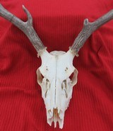 THREE SOUTH TEXAS SKULL MOUNT WHITETAIL DEER ANTLERS from COLLECTING TEXAS – GOOD DECORATION HORNS - 5 of 13