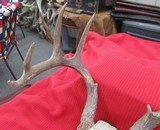 THREE SOUTH TEXAS SKULL MOUNT WHITETAIL DEER ANTLERS from COLLECTING TEXAS – GOOD DECORATION HORNS - 11 of 13