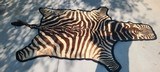 Zebra Rug - 1 of 3