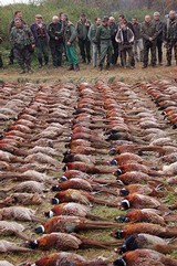 Wingshooting Adventures -
Driven Pheasant Shooting in Hungary for 2021. Date to be announced first of the year. - 6 of 17