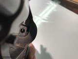 COLT
SAA
Made in 1915
7 1/2 barrel
.45 Colt
HIGH CONDITION - 5 of 13