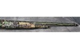 Akkar ~ Sharp Spur ~ 28 - 6 of 8