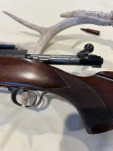 Winchester Model 70 pre 64 243 Varmit - 7 of 14