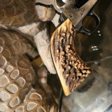 Early 1956 Colt 38 special,with Real Stag. - 4 of 10