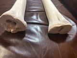 Giraffe Long bones - 3 of 4