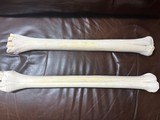 Giraffe Long bones