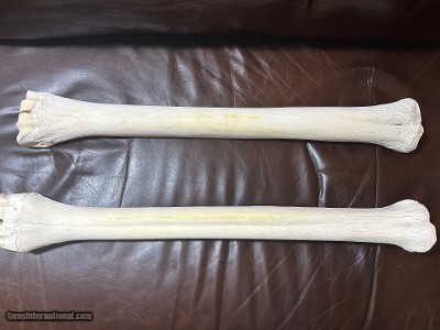 Giraffe Long bones