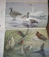 A NATURAL HISTORY OF AMERICAN BIRDS OF EASTERN AND CENTRAL NORTH AMERICA - 1 of 9