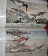 A NATURAL HISTORY OF AMERICAN BIRDS OF EASTERN AND CENTRAL NORTH AMERICA - 5 of 9