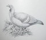 GAME BIRDS - 3 of 3