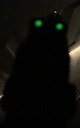 COLT 1911 GOVERNMENT MODEL RAIL GUN 45 AUTO - 7 of 7