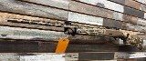 BERETTA A400 XPLOR 20 GA - Image 3 of 3