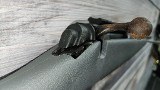 REMINGTON 710.30-06 SPRG - Image 5 of 17