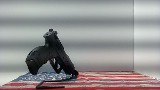 WALTHER P22 PISTOL .22 LR - Image 4 of 9
