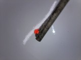 HENRY US SURVIVAL .22 CAL - Image 18 of 25