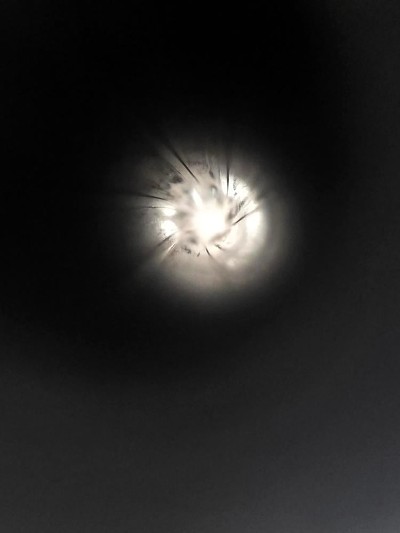 SIG SAUER MOSQUITO-22-T .22 LR - Image 9 of 9