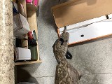 FRANCHI AFFINITY 3.5 TURKEY 12 GA - Image 22 of 25