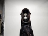 CZ WOODCOCK 12 GA - Image 9 of 12