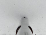 WINCHESTER 1897 12 GA - Image 12 of 12