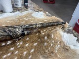 WINCHESTER SXP LONG BEARD 12 GA - Image 4 of 12