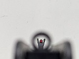 SILVER EAGLE RZ17 TACTICAL 12 GA - Image 11 of 12