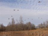 Skeeter Branch Hunting Preserve - 3 of 10