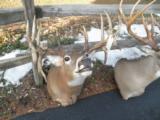 Whitetail Trophies - 7 of 10