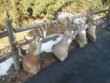 Whitetail Trophies - 6 of 10