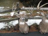 Whitetail Trophies - 2 of 10