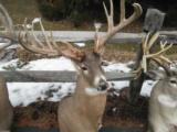 Whitetail Trophies - 5 of 10