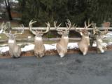 Whitetail Trophies - 1 of 10