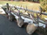 Whitetail Trophies - 10 of 10
