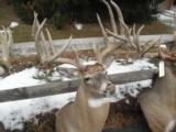 Whitetail Trophies - 4 of 10