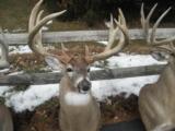 Whitetail Trophies - 3 of 10