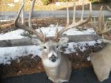 Whitetail Trophies - 8 of 10