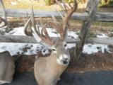 Whitetail Trophies - 9 of 10