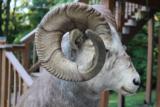 Big Horn Sheep - 2 of 7