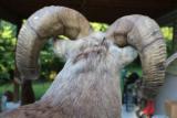 Big Horn Sheep - 5 of 7