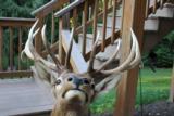 Rocky Mountain Elk - 5 of 7