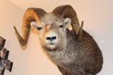 Rocky Mountain Big Horn Sheep - 1 of 5