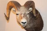 Rocky Mountain Big Horn Sheep - 5 of 5