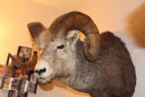 Rocky Mountain Big Horn Sheep - 4 of 5