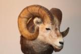 Rocky Mountain Big Horn Sheep - 3 of 5