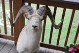Dall Sheep - 1 of 11