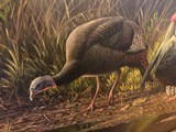 Turkey in springtime oil on board Artist Wilheim Goebel awarded two 1st Pl. awards for duck stamps, paintings 23”x32” - 7 of 11
