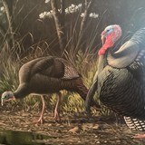 Turkey in springtime oil on board Artist Wilheim Goebel awarded two 1st Pl. awards for duck stamps, paintings 23”x32” - 3 of 11