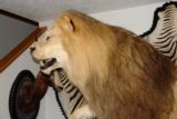 ABSOLUTELY GORGEOUS FULL MOUNT AFRICAN LION ON PEDESTAL WITH WART HOG SKULLS - 10 YEAR OLD MALE IN HIS PRIME - 4 of 11