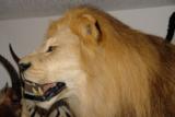 ABSOLUTELY GORGEOUS FULL MOUNT AFRICAN LION ON PEDESTAL WITH WART HOG SKULLS - 10 YEAR OLD MALE IN HIS PRIME - 10 of 11